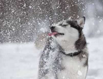 Husky enjoying the snow