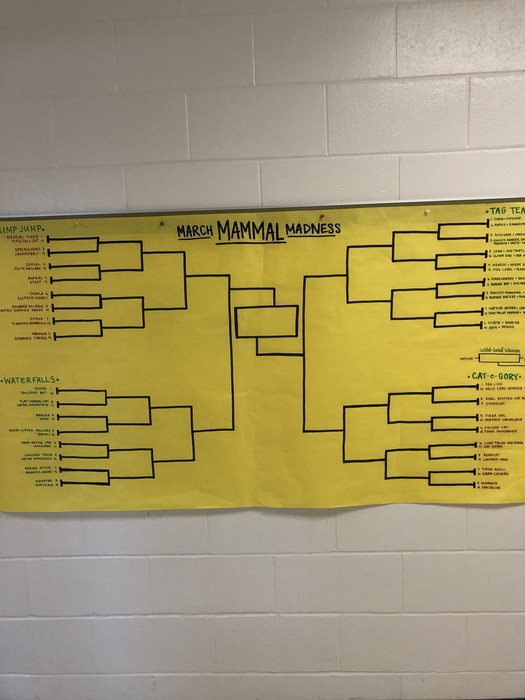 mammal madness