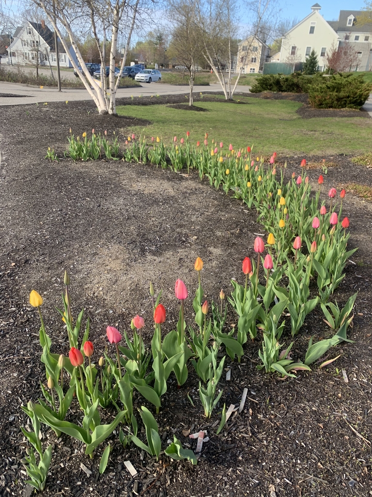 Tulips in bloom 