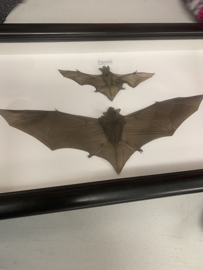 Former live bat specimen 