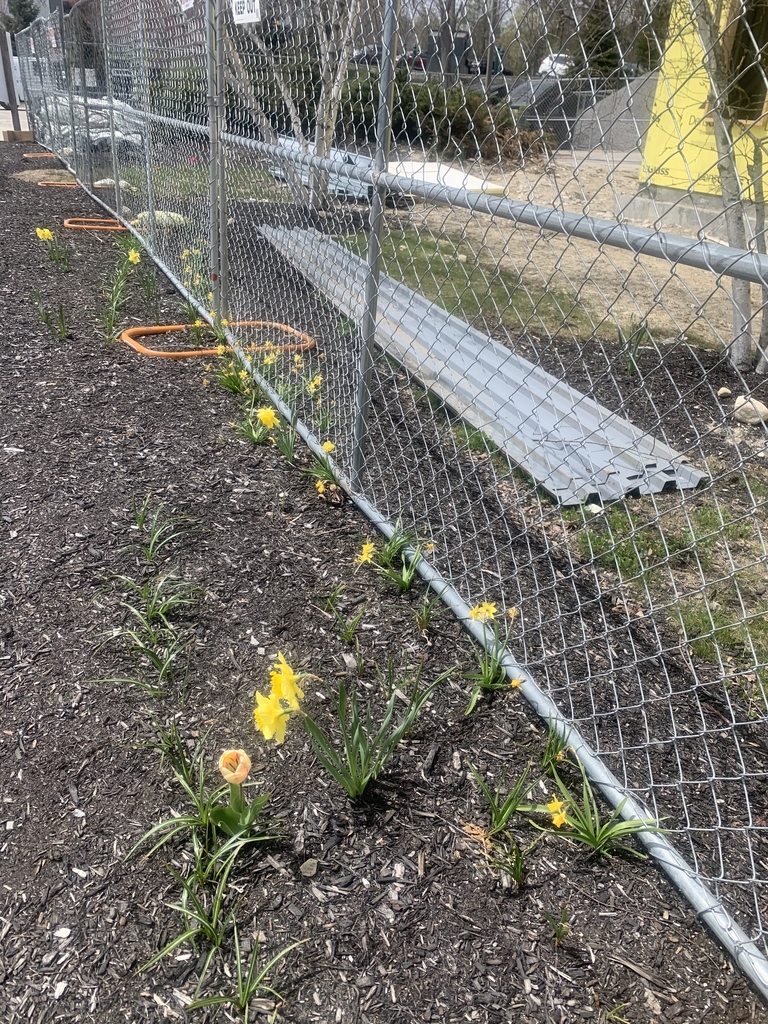 Daffodils under wire fence